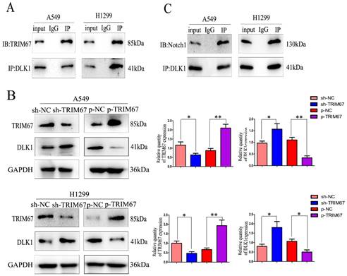 J Cancer Image