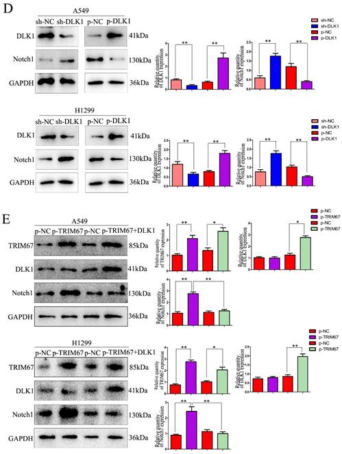 J Cancer Image