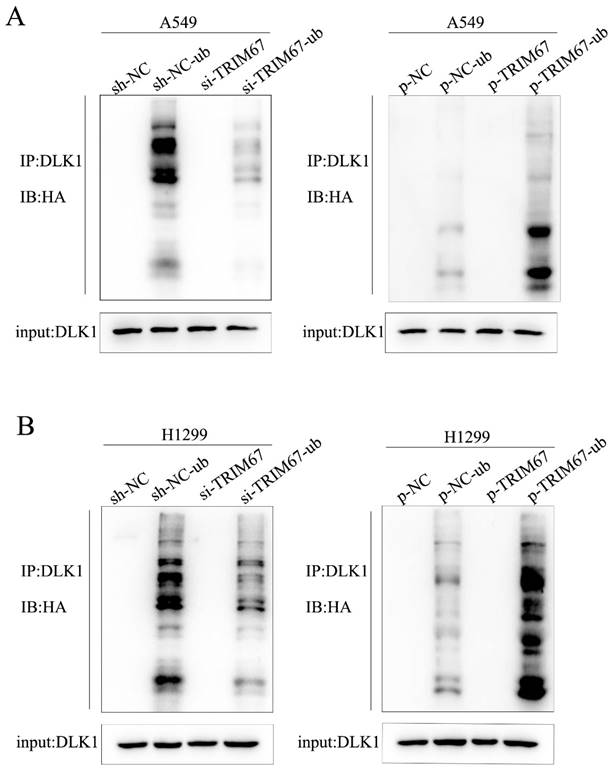 J Cancer Image