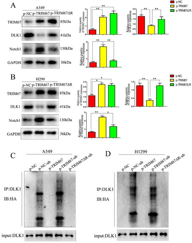 J Cancer Image