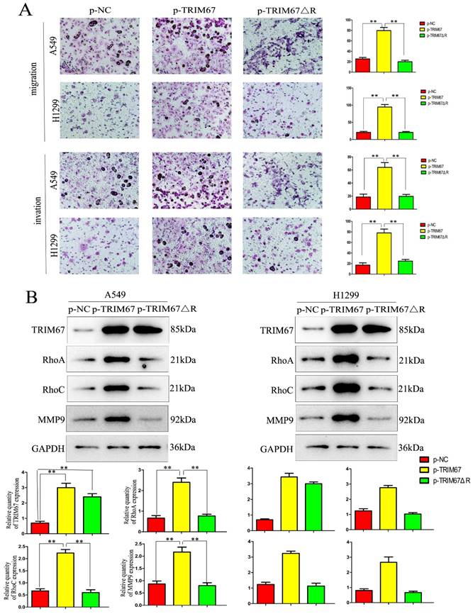 J Cancer Image