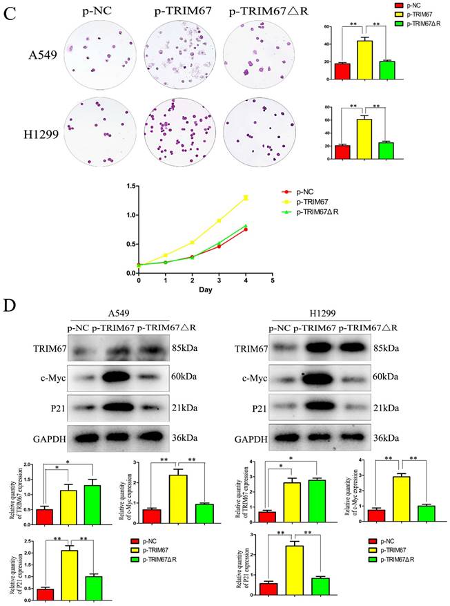 J Cancer Image