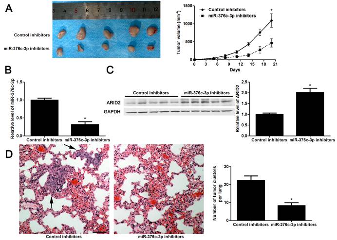 J Cancer Image