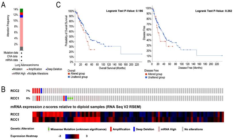 J Cancer Image