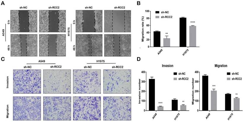 J Cancer Image