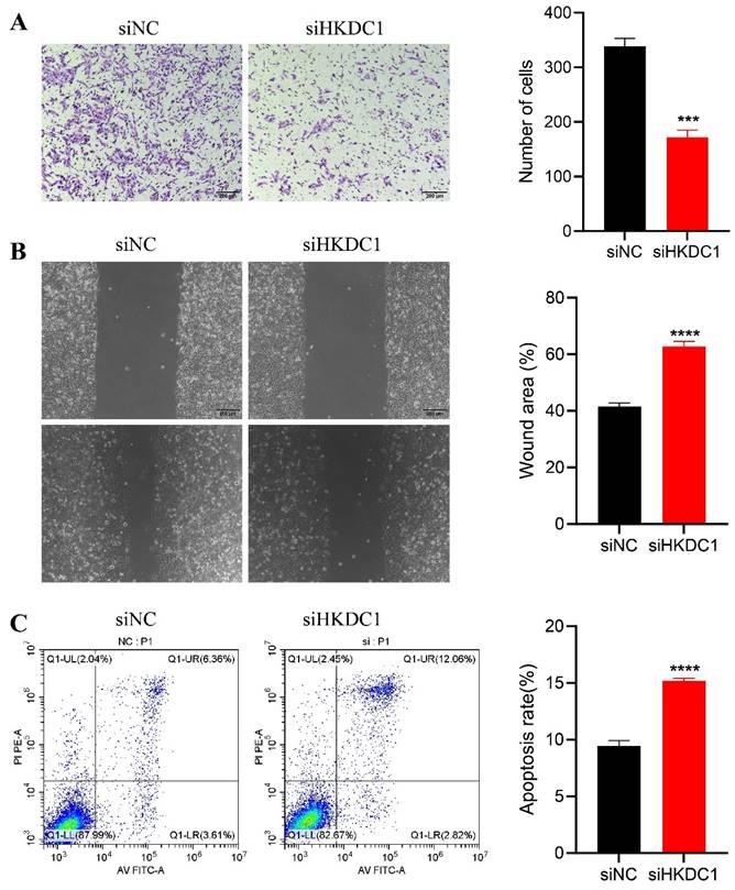 J Cancer Image