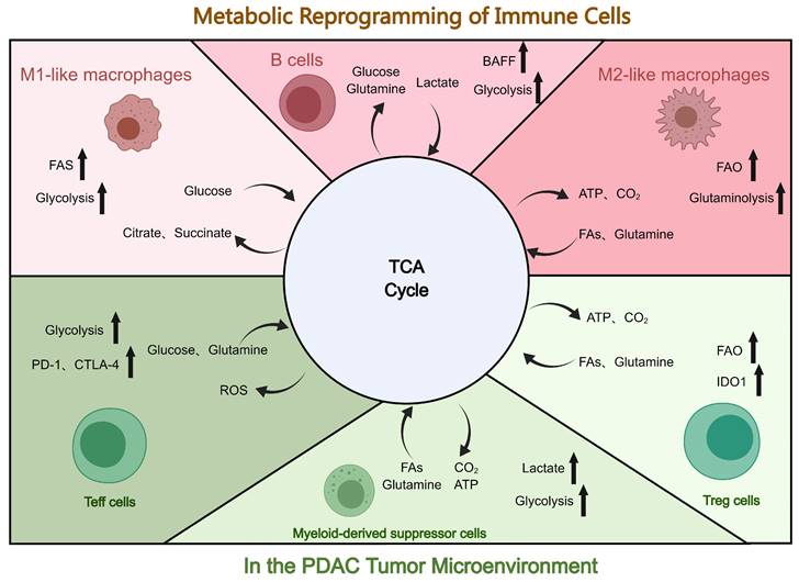 J Cancer Image