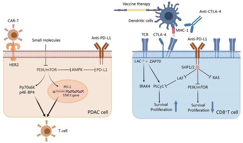 J Cancer Image