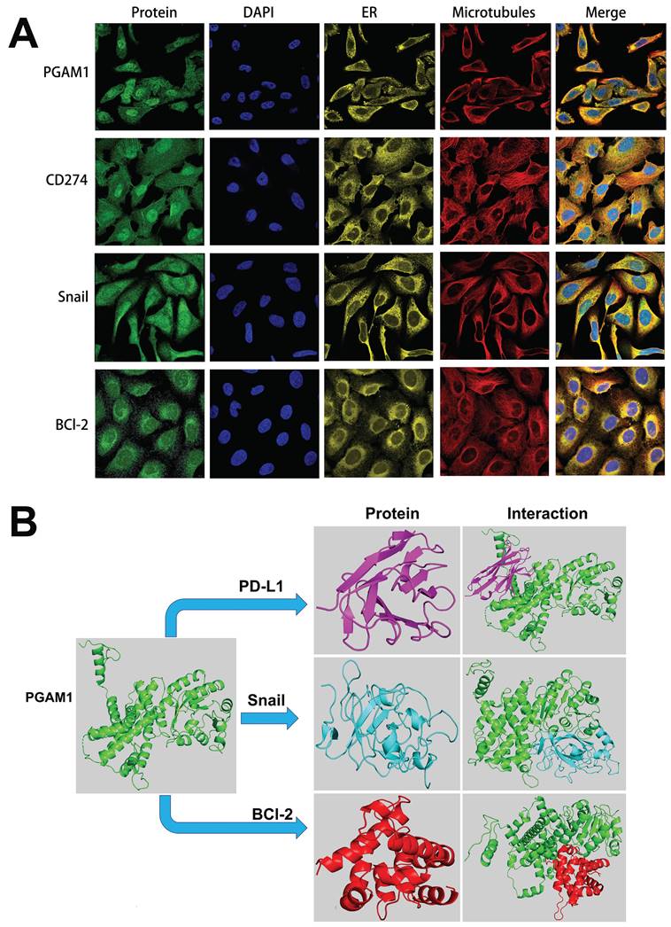 J Cancer Image