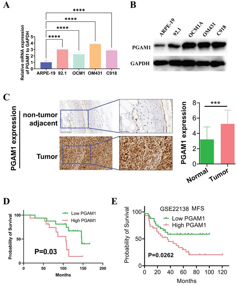 J Cancer Image