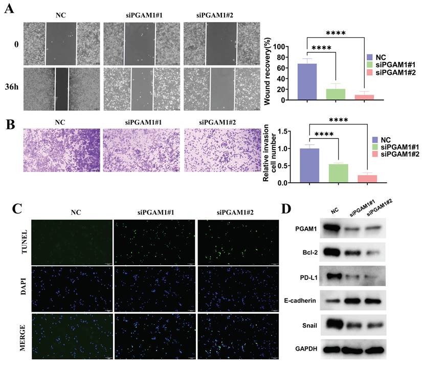 J Cancer Image