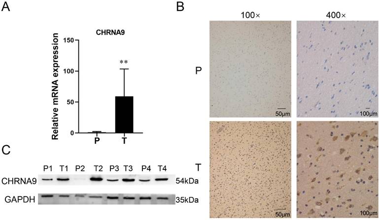 J Cancer Image