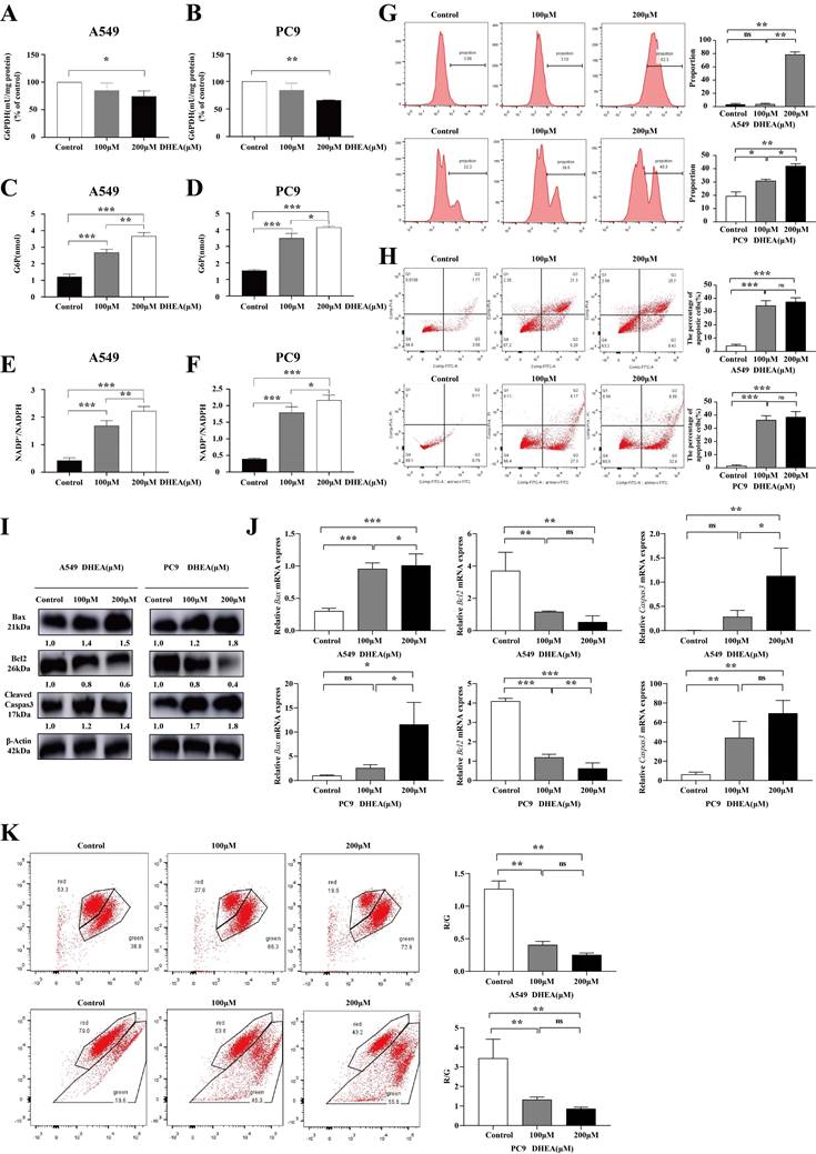 J Cancer Image