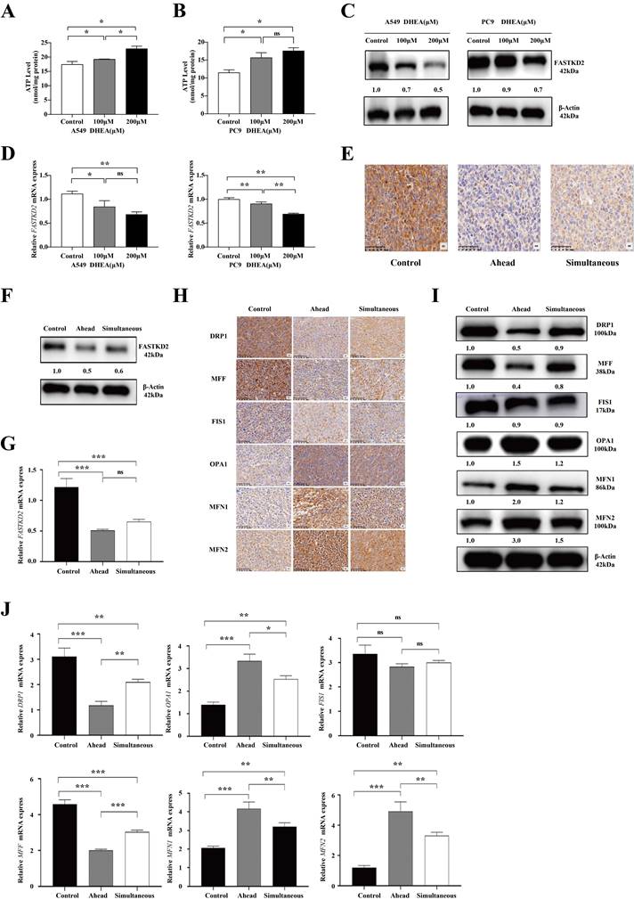 J Cancer Image