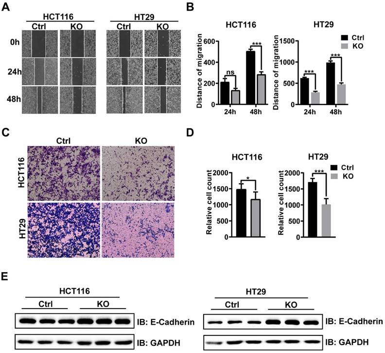 J Cancer Image