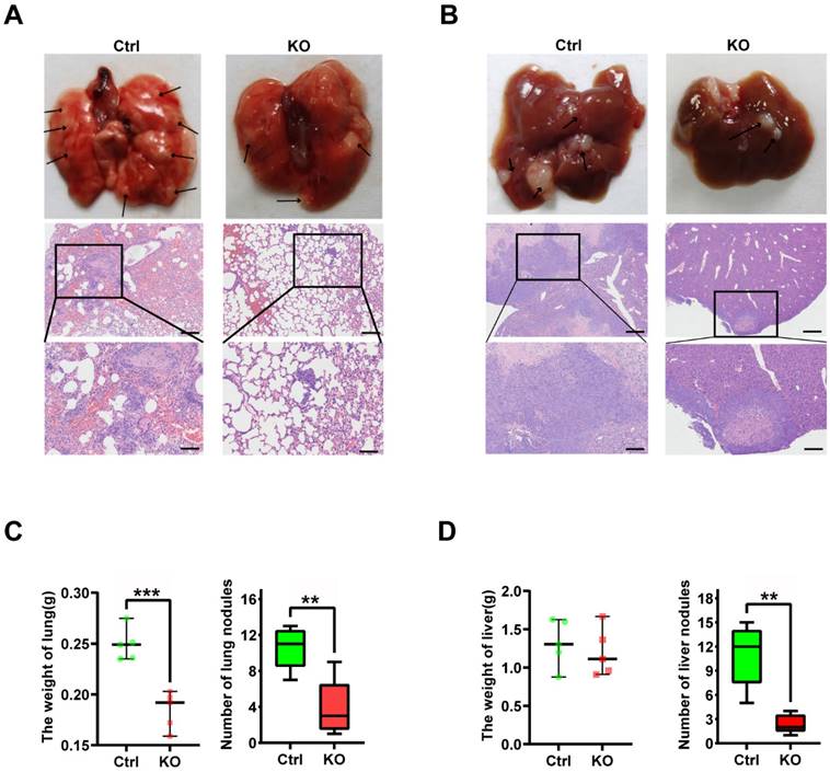 J Cancer Image