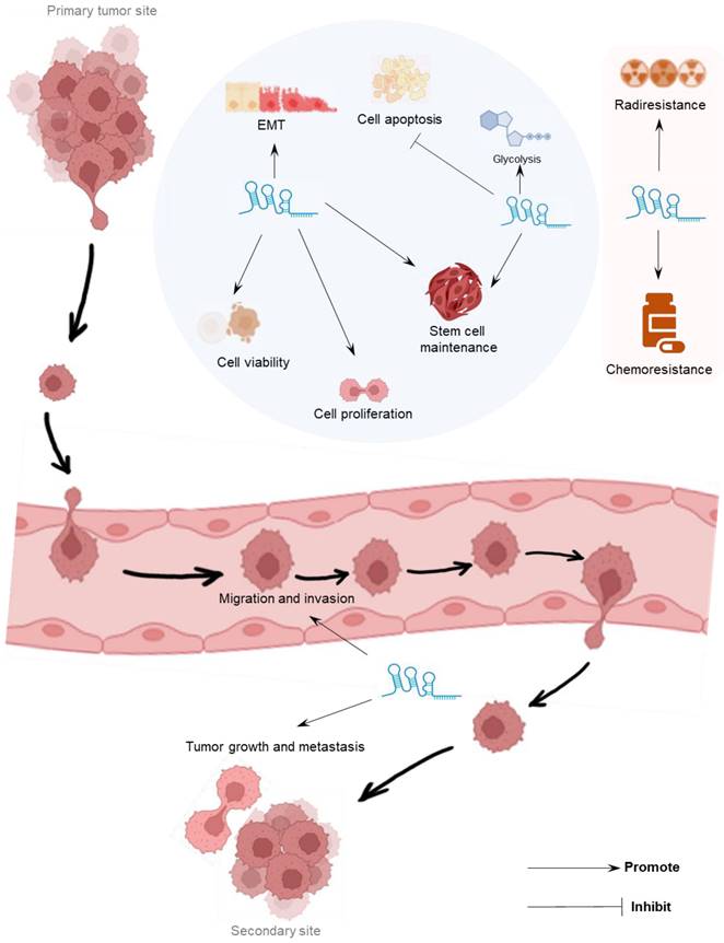 J Cancer Image