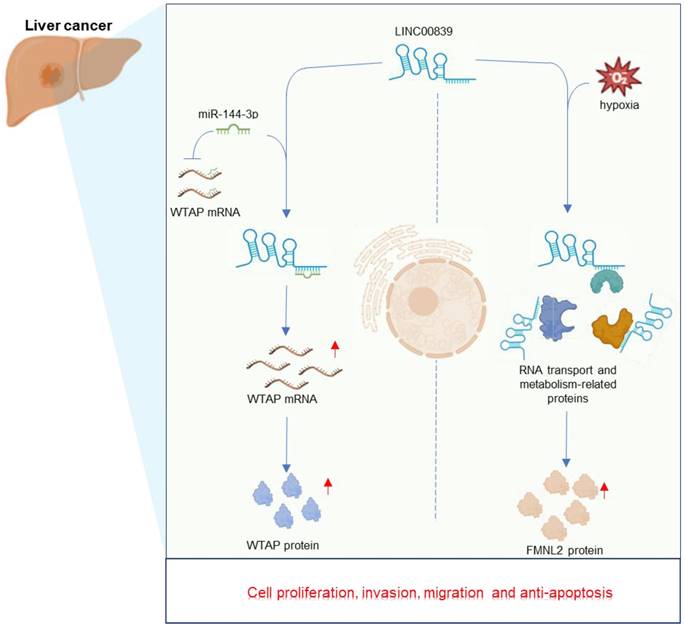 J Cancer Image