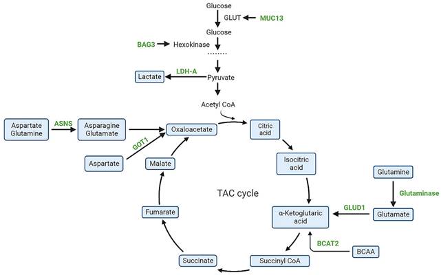 J Cancer Image