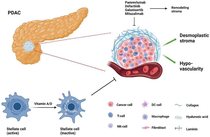 J Cancer Image