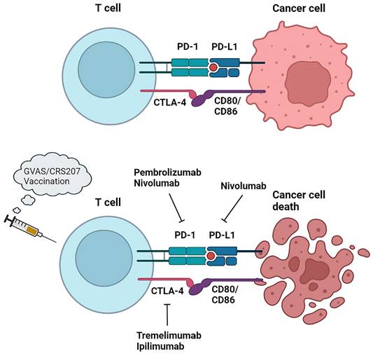 J Cancer Image