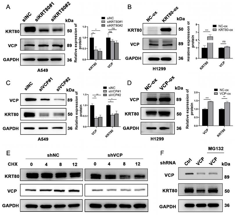 J Cancer Image