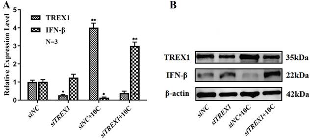 J Cancer Image