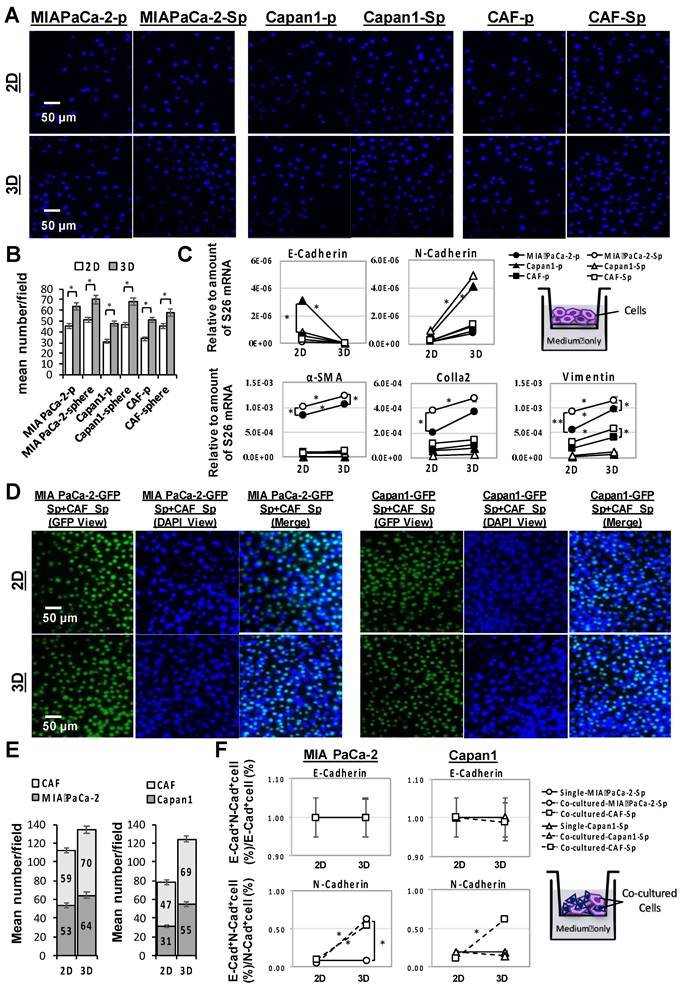 J Cancer Image