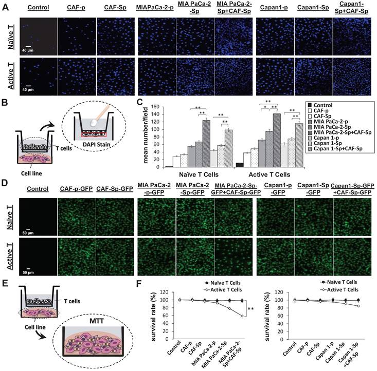 J Cancer Image