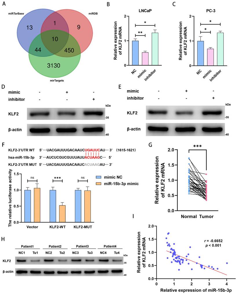 J Cancer Image