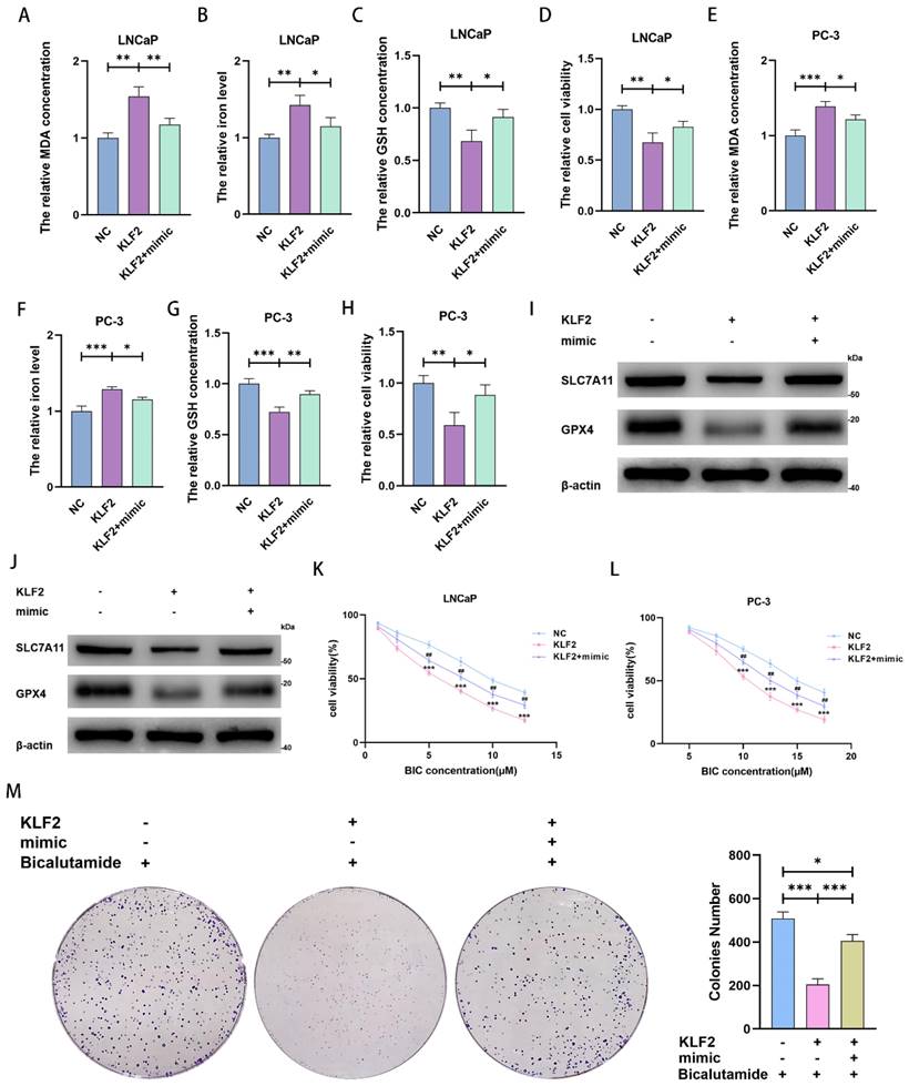 J Cancer Image