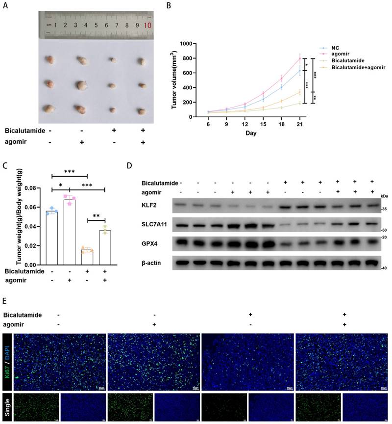 J Cancer Image