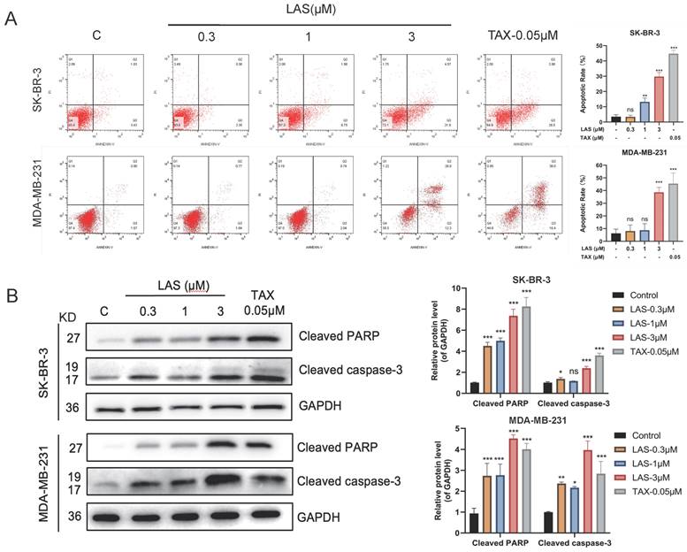 J Cancer Image