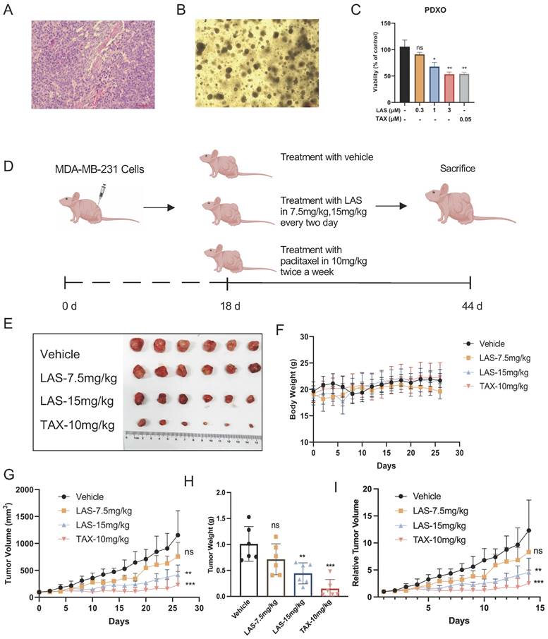 J Cancer Image