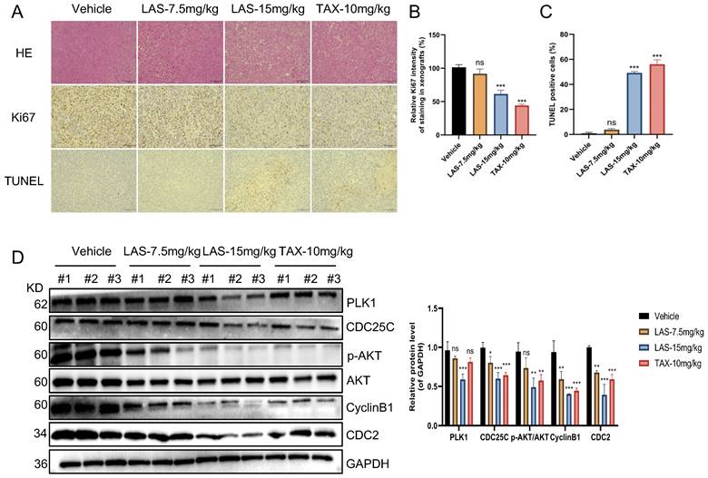 J Cancer Image