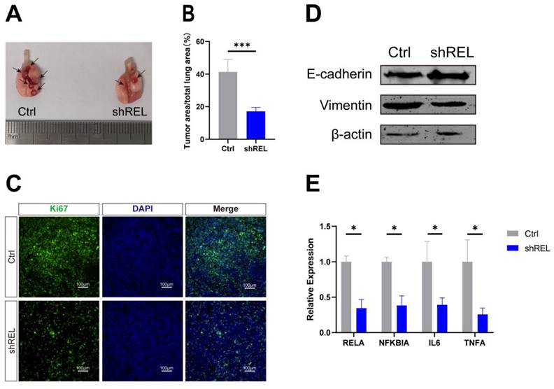 J Cancer Image