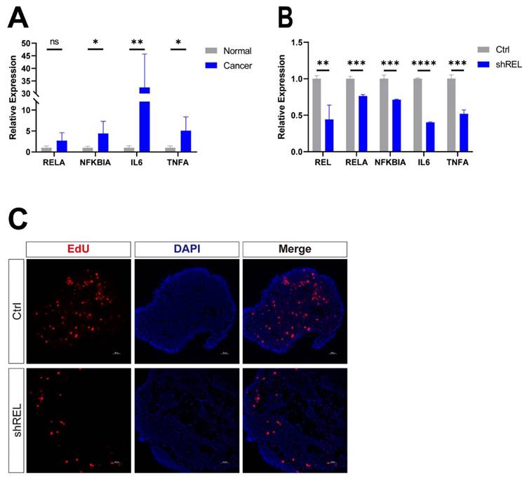 J Cancer Image