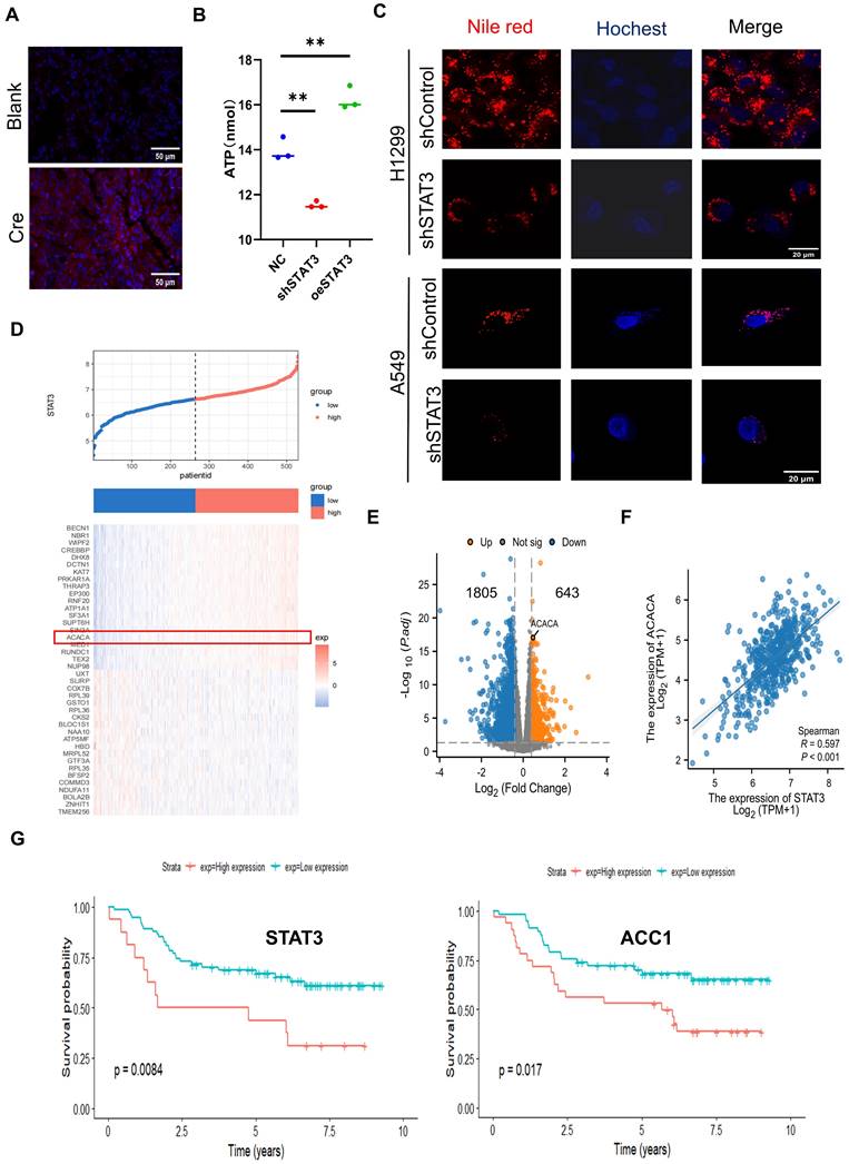 J Cancer Image