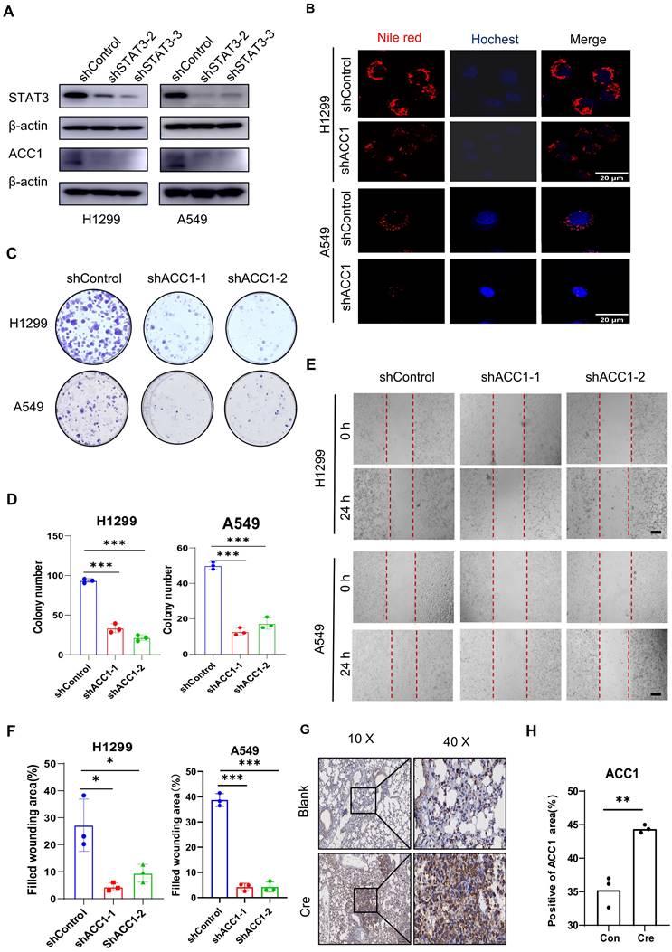 J Cancer Image