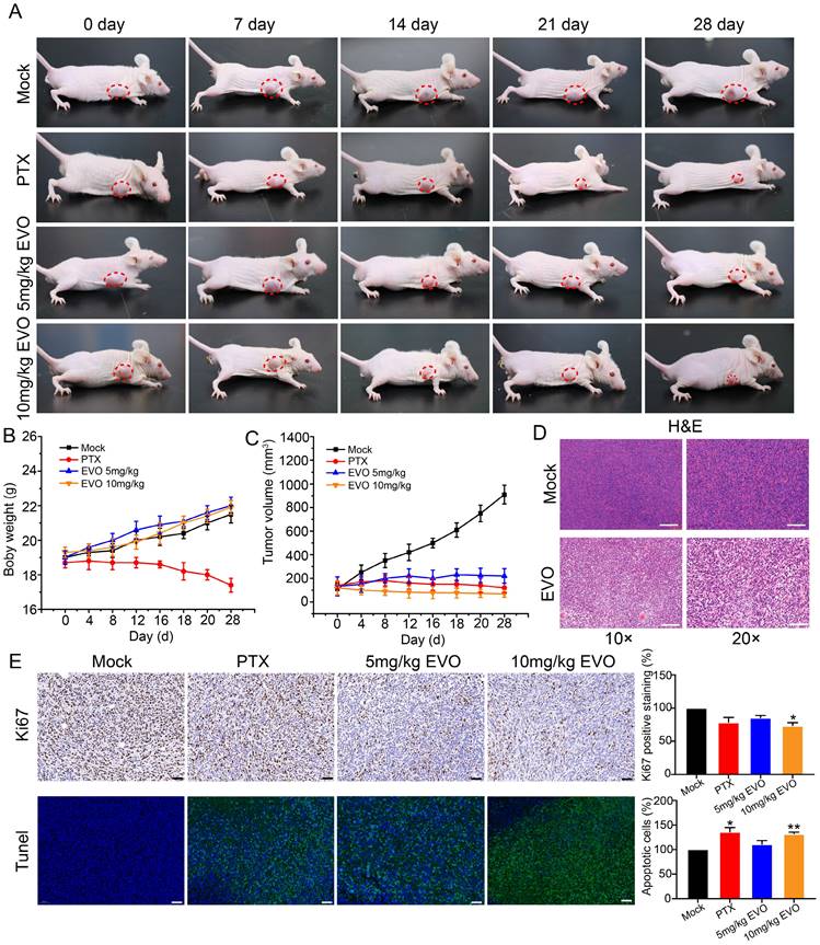 J Cancer Image