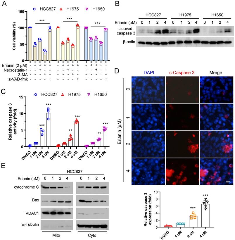 J Cancer Image