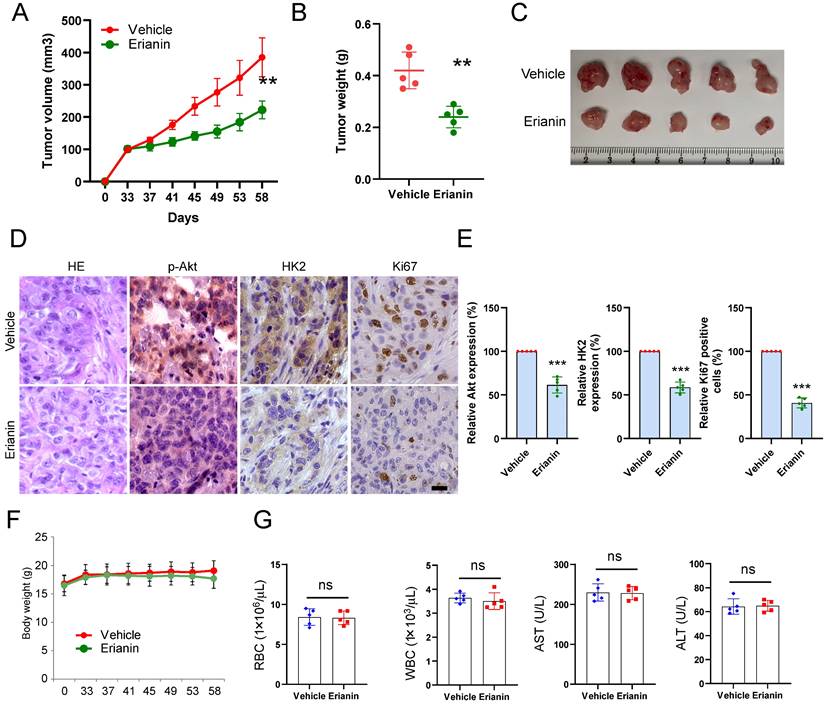 J Cancer Image