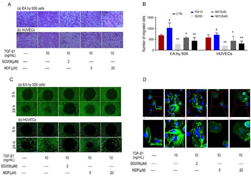 J Cancer Image