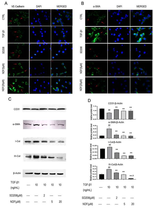 J Cancer Image