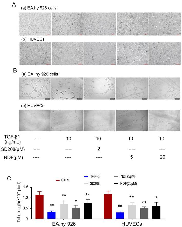 J Cancer Image