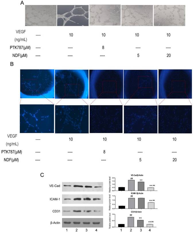 J Cancer Image