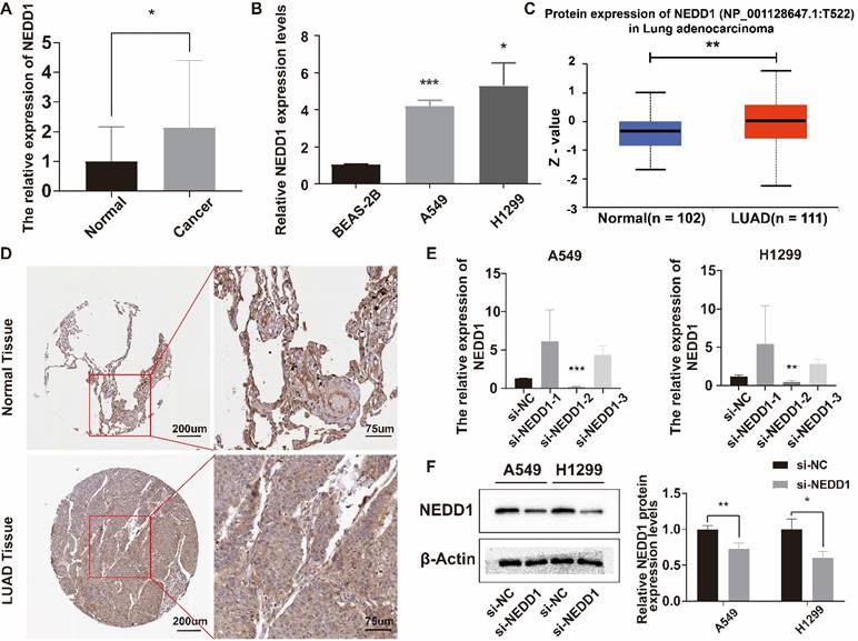 J Cancer Image