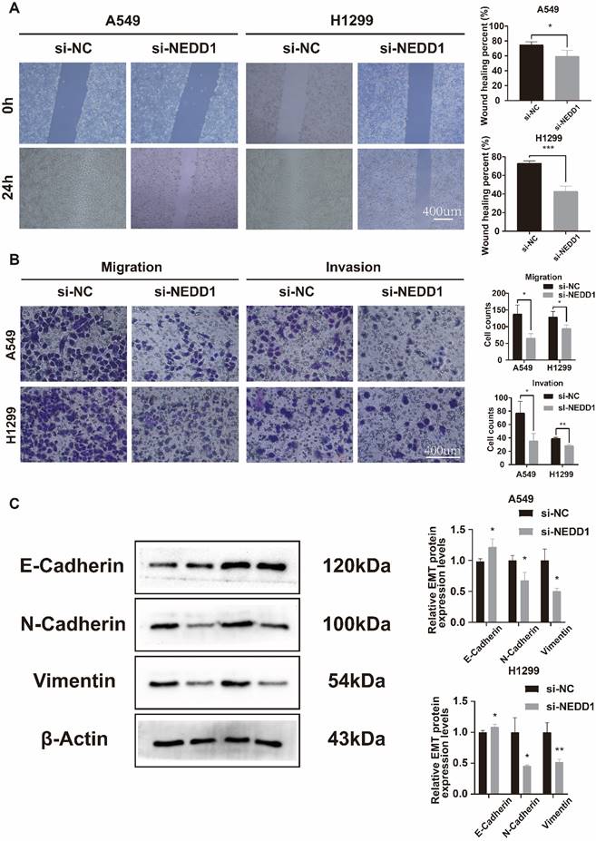 J Cancer Image