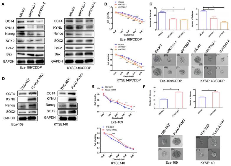 J Cancer Image