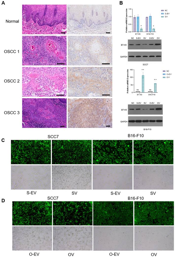 J Cancer Image